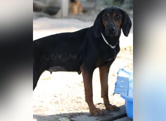 Priska, geb. ca. 08/2021, lebt in GRIECHENLAND, im städt. Tierheim Serres