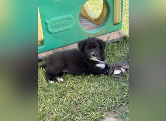Australian Shepherd Welpen in  Black Bi