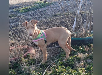 Pharaonenhund Feride