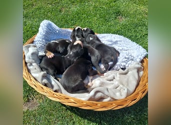 Schweizer Sennenhund Welpen
