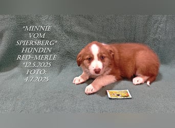 Border Collie-Welpen , black-,choco-,red-white und red-,black-merle