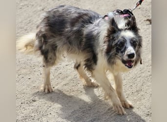 Daisy, freundlich, offen und ausmerksam