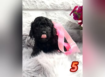 Wunderschöne Cockapoo/Cockerpoo Welpen