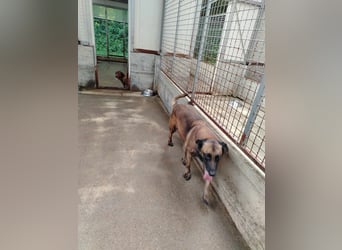 Ria aktive Malinois Mischlingshündin Mischling Hündin sucht Zuhause oder Pflegestelle