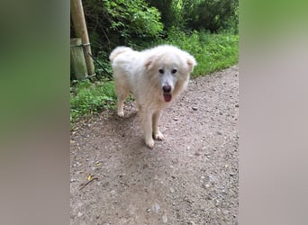 Pyränenberghundmix Tobi