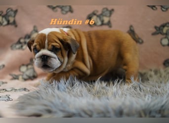 Wunderschöne & Freiatmende Englische Bulldogge Babys
