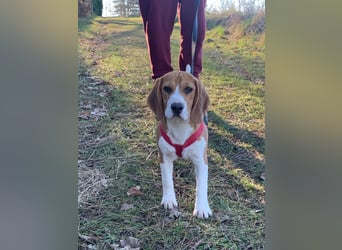Beagel Hundin