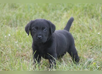 Labrador Welpen