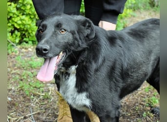 Gerald - hat ein gutes Hundeherz