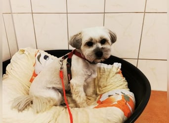 Rocksy, Bichon Frisé - Lhasa Apso, geb. 2022, aktive Hündin su. Menschen mit Zeit