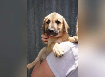 Ronja- Kulleraugen auf vier Pfoten
