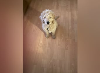 Goldendoodle Welpe
