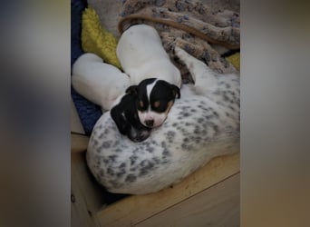Jack Russell Welpen