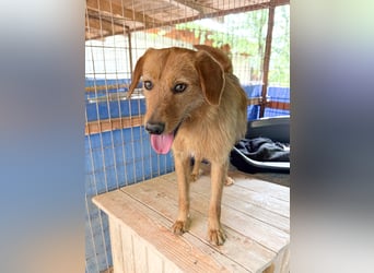 Kuckuck, wer schenkt Traumhund OLIVER ein liebevolles Zuhause?
