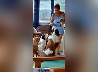 Mira sucht eine neue Familie…freundlich und aktiv