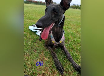 Oli 11/2023 (ESP Pflegestelle) - aufgeschlossener, lieber Handicap-Galgo sucht Zuhause!