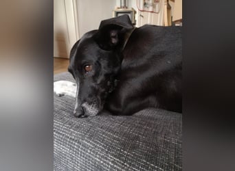 Kira - dreibeinige Schönheit sucht Dich!
