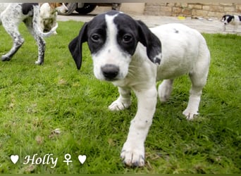 Holly und Hank  suchen ab sofort ein Zuhause