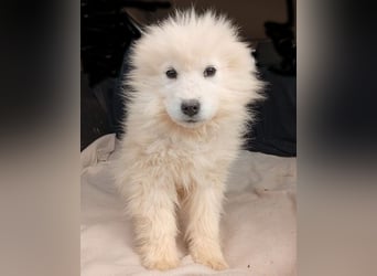 (R) ❤️ kleine Schneeflocke NERO - 3,5 Monate, später 54cm - Samojede