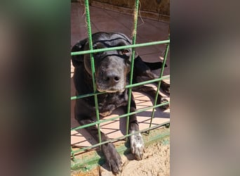 Dringend Pflegestellen gesucht