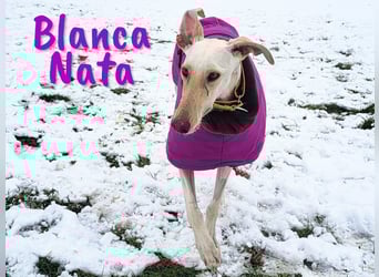 Blanca Nata 10/2023 (in Deutschland) - aufgeschlossene und unkomplizierte Traumgalga!