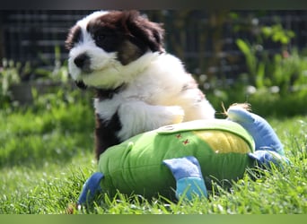 Bearded Collie Welpen, wir sind bereit für die Welt!