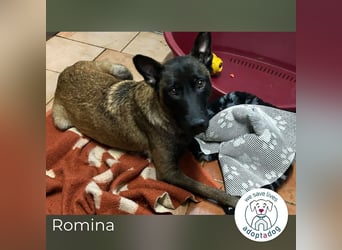 Romina: Sucht ein Zuhause