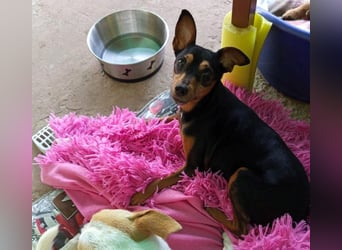 Azahar1 geb. 07/2022 (ESP) - lustige und anhängliche, kleine Pinscher-Mix Hündin!