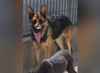 Gina: Traumhund für alle Schäferhundfreunde