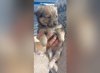 Bobbele sucht sein zu Hause
