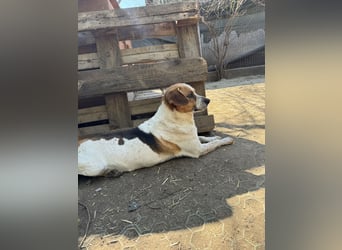 ⭐️BONGO⭐️, Rüde, 4 Jahre, 40 cm, Beagle-Mischling, Tierschutz