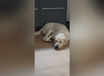Der hübsche Marlon sucht ein neues Zuhause