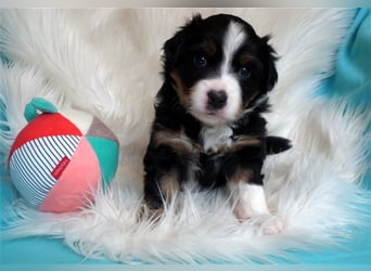 **** Miniature Australian Shepherd Welpen ****