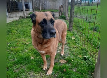 Zora sucht ein Zuhause
