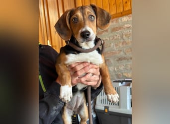 Nelly, geboren 25.12.2024, 29cm sucht ihre Menschen