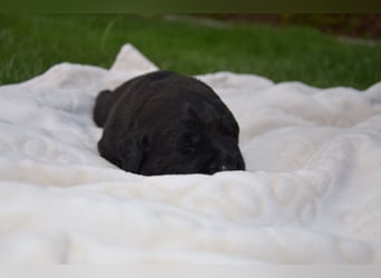 Reinrassige Labradorwelpen (Arbeitslinie)drei schwarze Mädels suchen ein schöne Zuhause