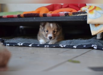 Sheltie Welpen