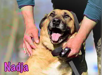Nadja geb. 01/2017 - treue und verschmuste Hündin mit goldenem Herz!
