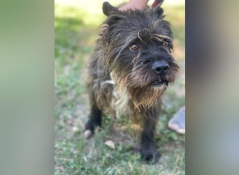 Foxi LM - Zarter Hundejunge mit großem Herz sucht Vertrauen