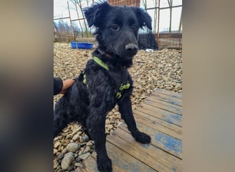 Schnuckelige DAYA hat das Potential zum Herzenshund
