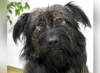 Wuscheliger Grey sucht seine Familie