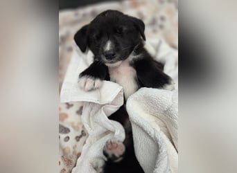 Reacher - tapferer Hundejunge