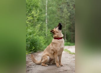 Treue MASHA wird ein perfekter Familienhund