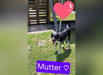 Deutsch-Kurzhaar Mischlings Welpen