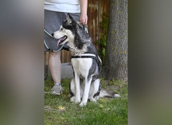 Maja SI – Liebevolle Husky-Dame sucht sportliches Zuhause