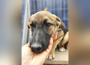 Cleo - freundliche, aktive, anhängliche Schäferhund Mix Hündin / z.Zt. noch in Rumänien