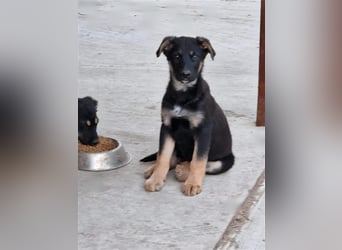 Otto sucht ein liebevolles Zuhause