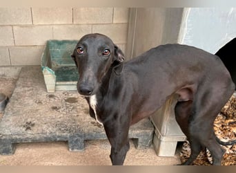 Sirius  Black - ein Stern sucht sein Glück