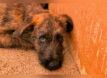 Bombón  sucht ein Zuhause