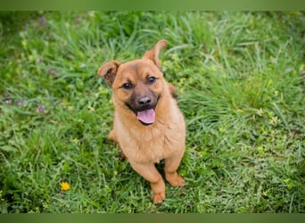 Raffi: Hundekind sucht ein Zuhause